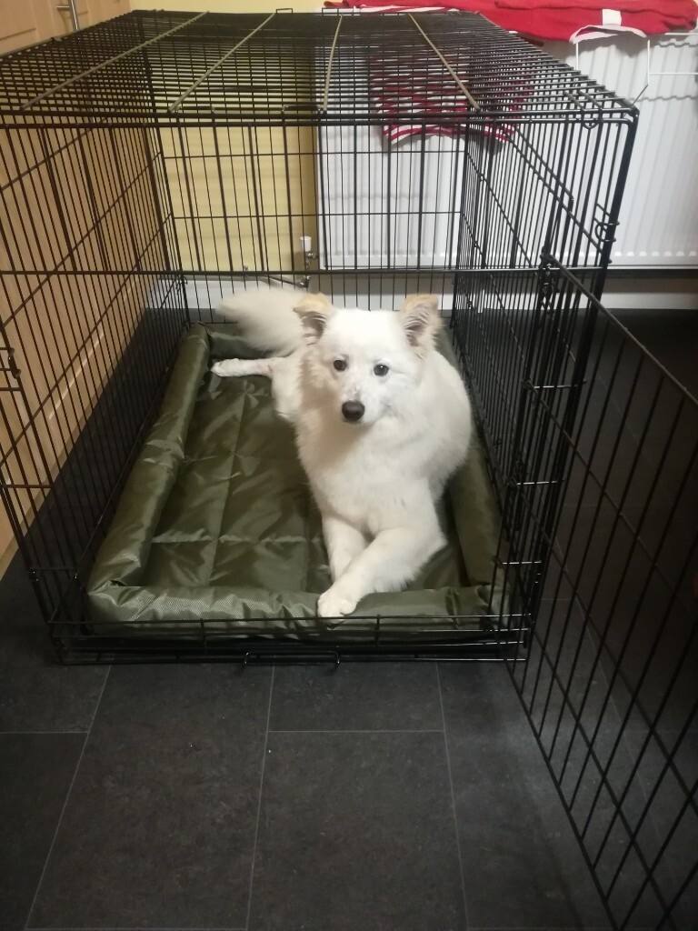samoyed dog gumtree